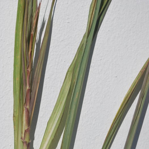Cymbopogon citratus